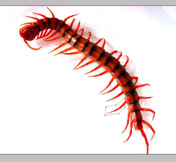 Creation of Centipede: Step 4